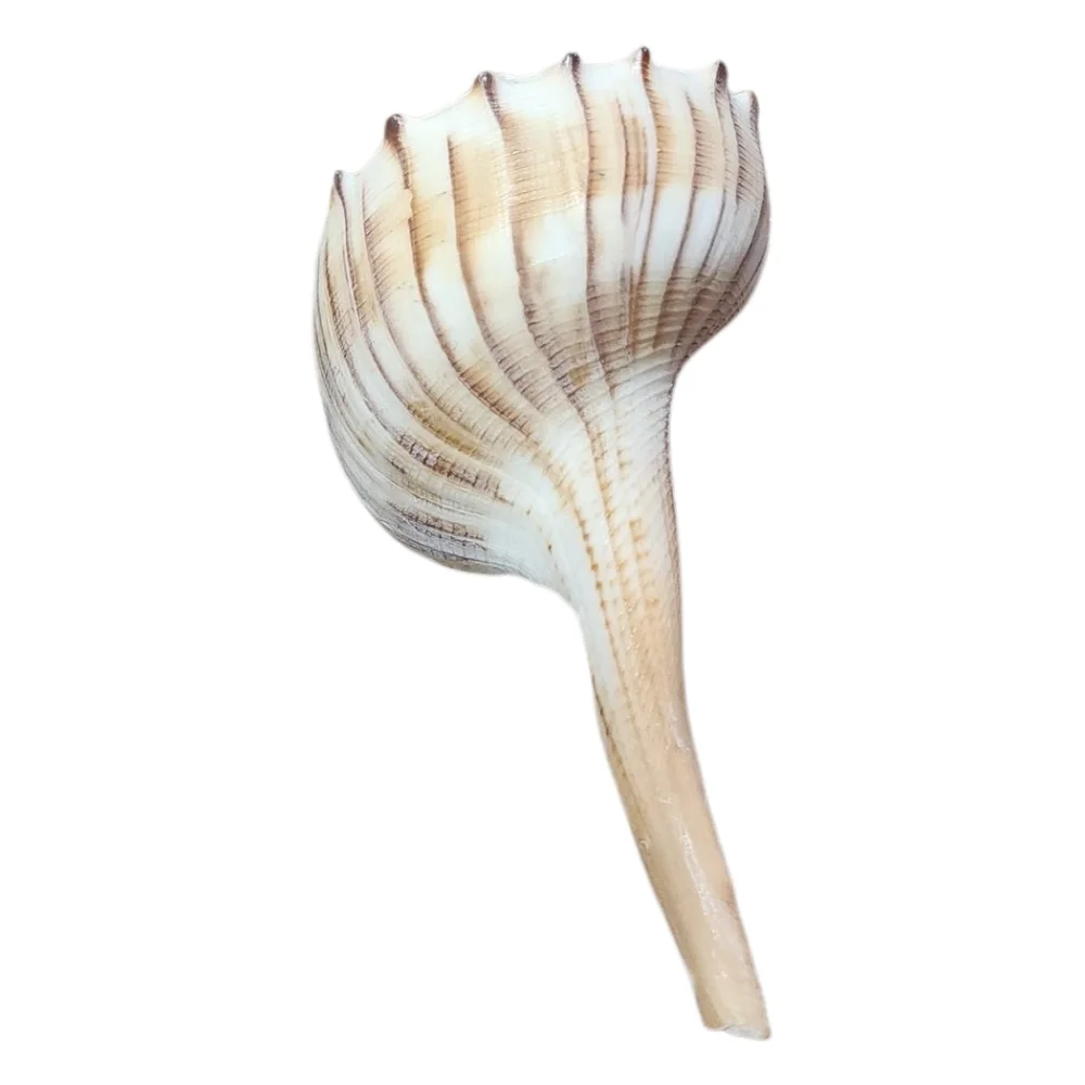 Assorted Shells - Picture 5 of 7